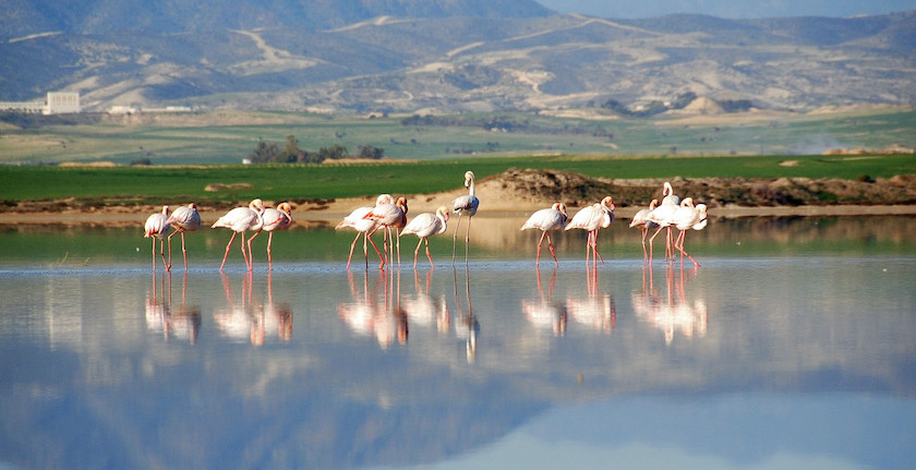 Where the Sky Meets the Water: Flamingos at Larnaca Salt Lake