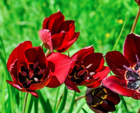 Tulip Festival in Cyprus