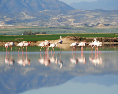 Where the Sky Meets the Water: Flamingos at Larnaca Salt Lake