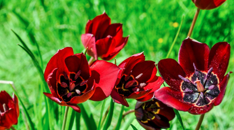 Close-up of deep red wild Cyprus tulips blooming among green foliage during the Cyprus Tulip Festival.