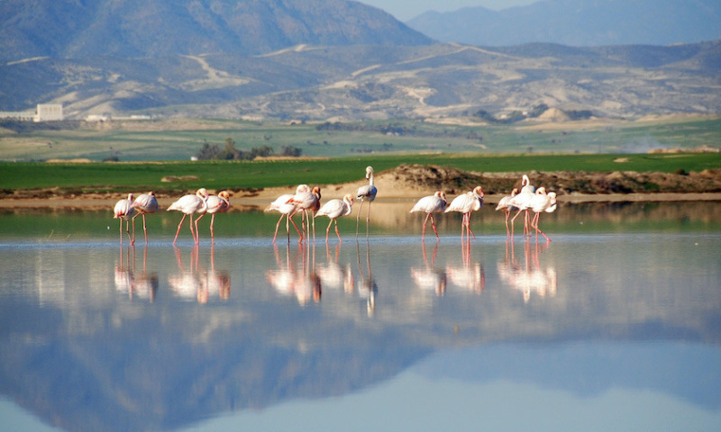 Group of pink flamingos wading in the shallow water of Larnaca Salt Lake in Cyprus.