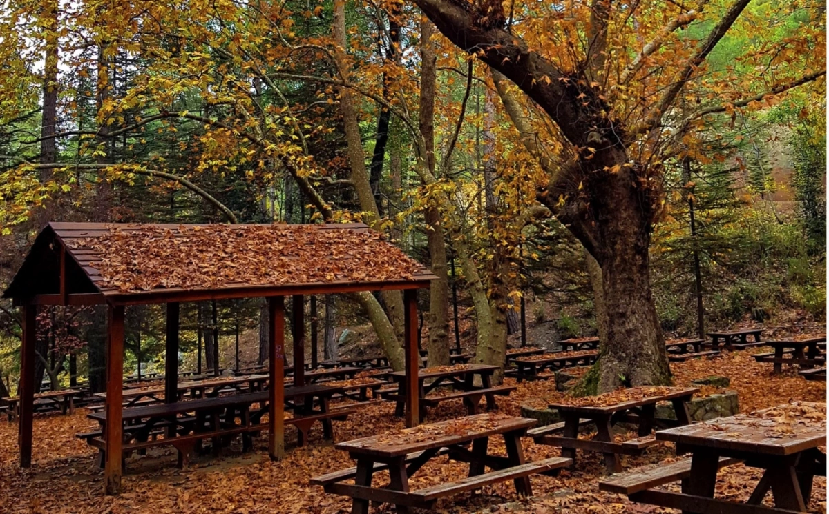 A wooden picnic shelter with tables set in a forest of golden autumn trees in Cyprus.
