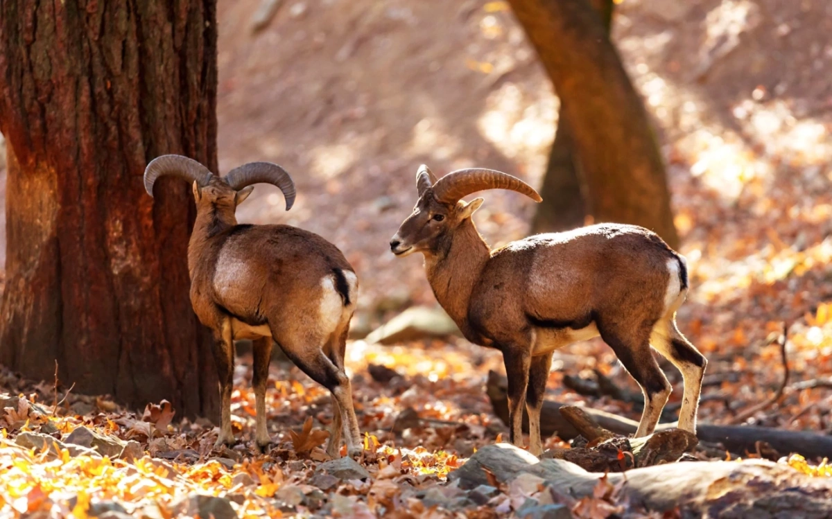 Two wild mouflon, the native mountain sheep of Cyprus, standing among rocks and trees.