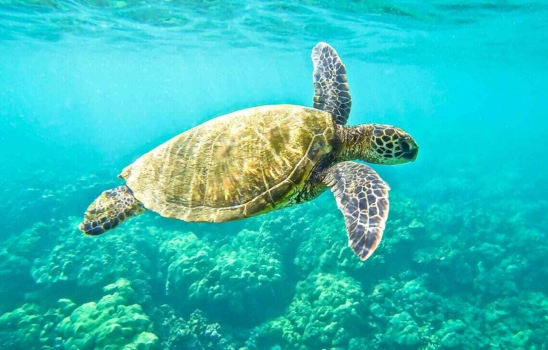 A green sea turtle swimming underwater in the clear turquoise sea off the coast of Cyprus.